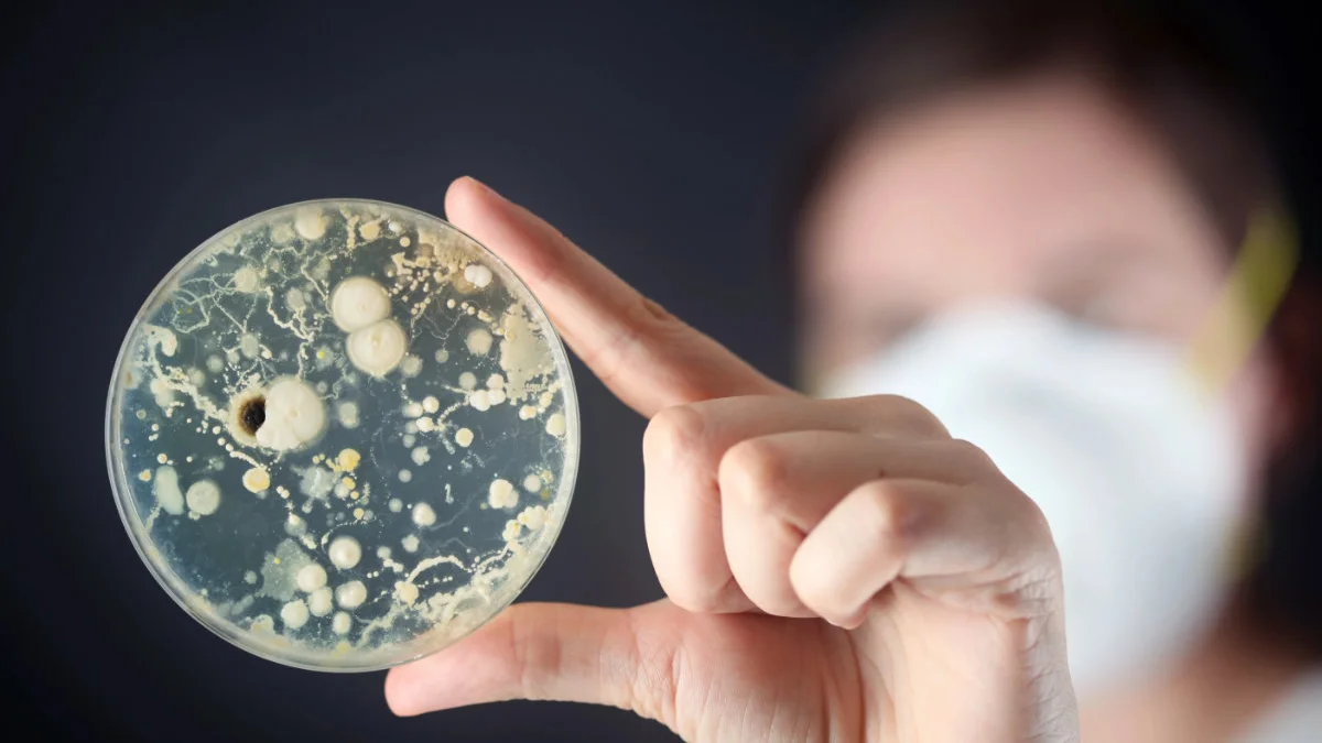 Oamenii de știință descoperă o nouă modalitate de a preveni bolile gingivale fără a ucide bacteriile bune